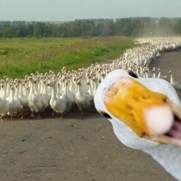 Минсельхоз услышал фермеров и смягчил драконовские правила по содержанию домашней птицы: борьба за вменяемые нормы продолжается